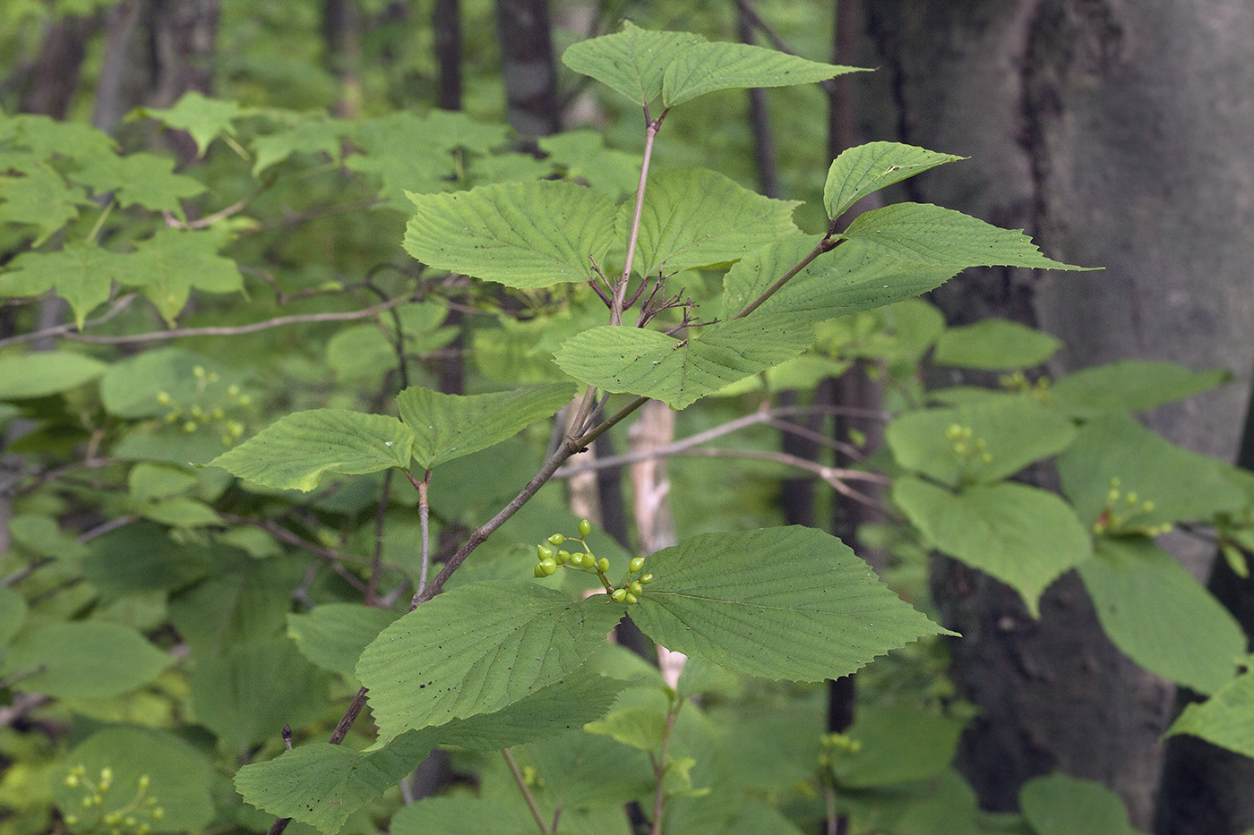 Image of Viburnum wrightii specimen.