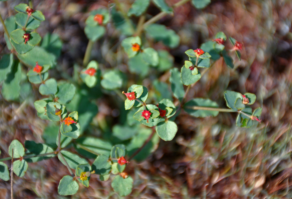 Изображение особи Euphorbia undulata.