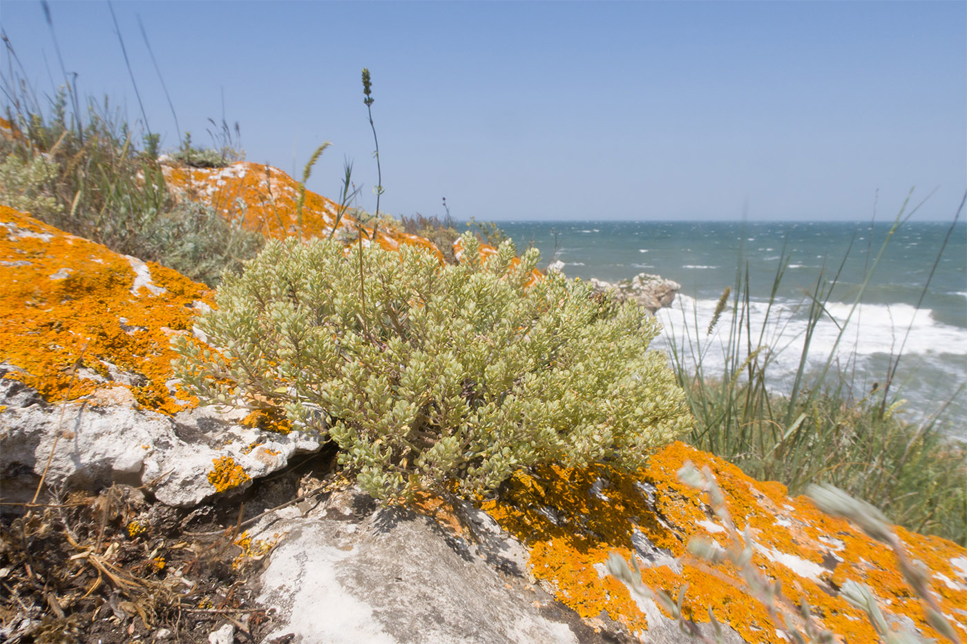 Image of Odontarrhena tortuosa specimen.