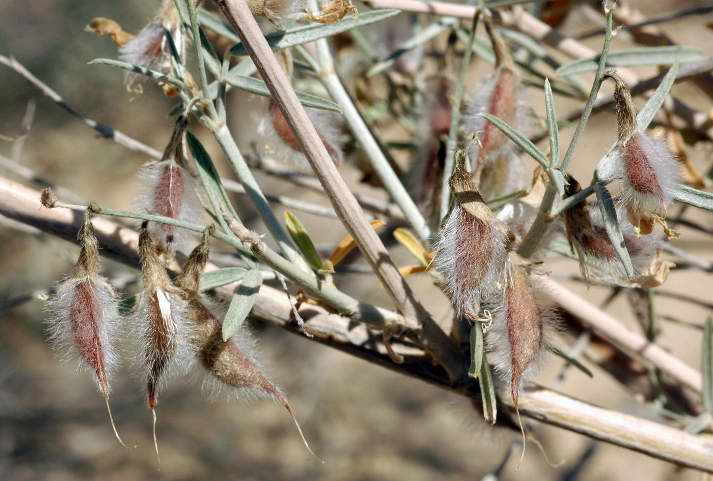 Изображение особи Astragalus ammodendron.