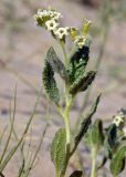 Argusia sogdiana