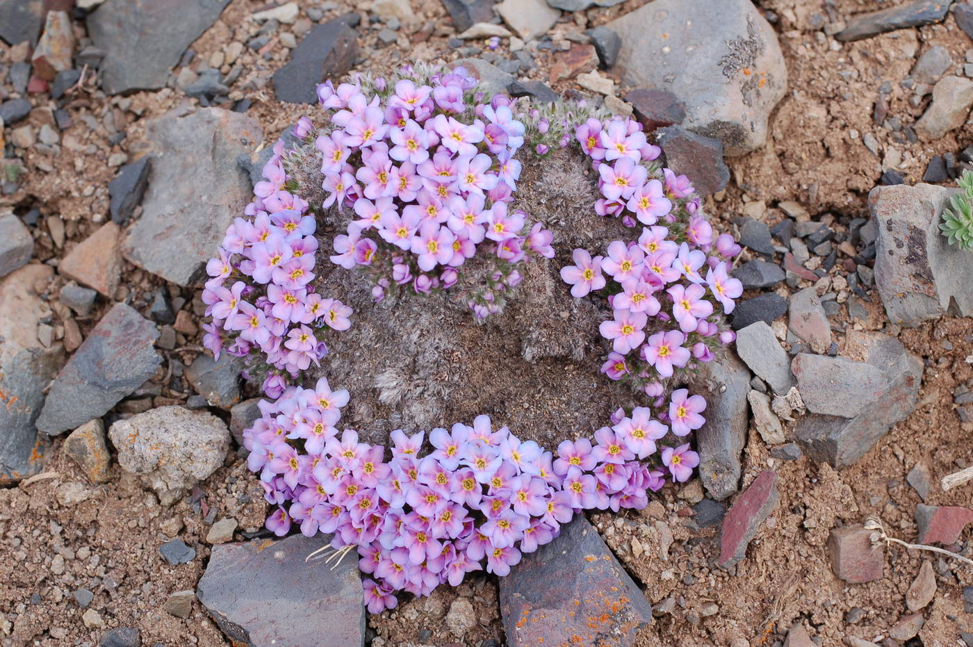 Image of Eritrichium aretioides specimen.