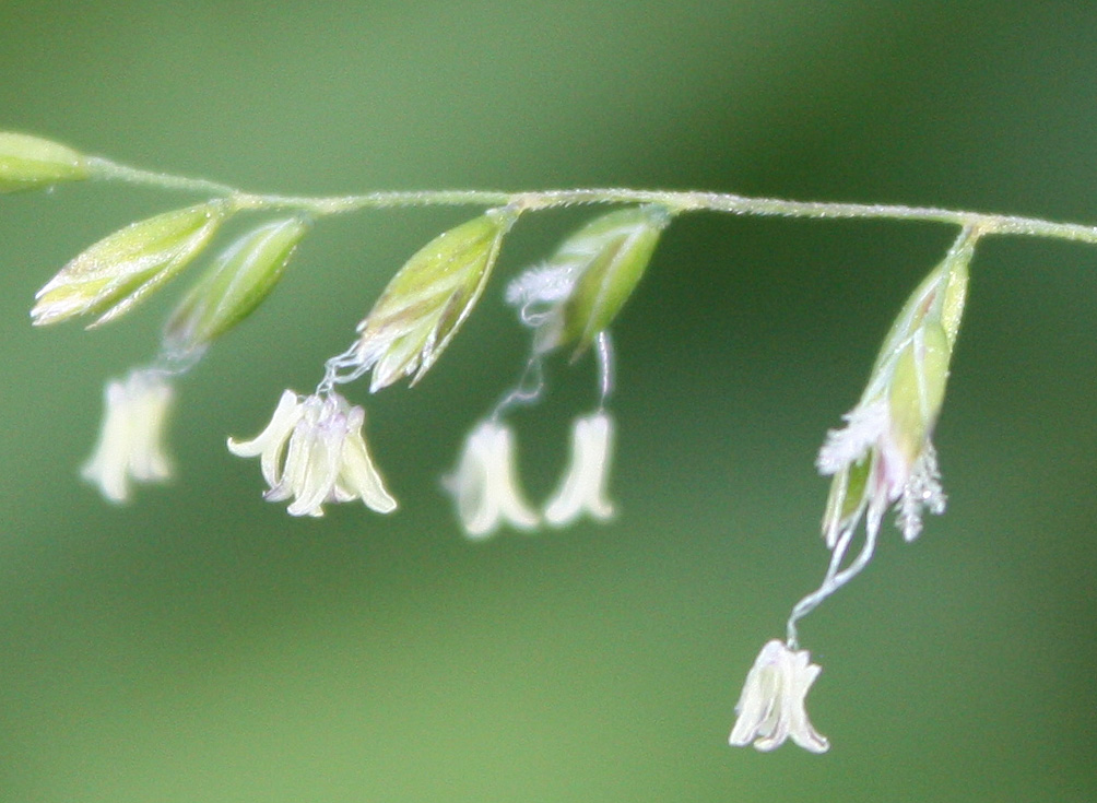 Image of Poa trivialis specimen.