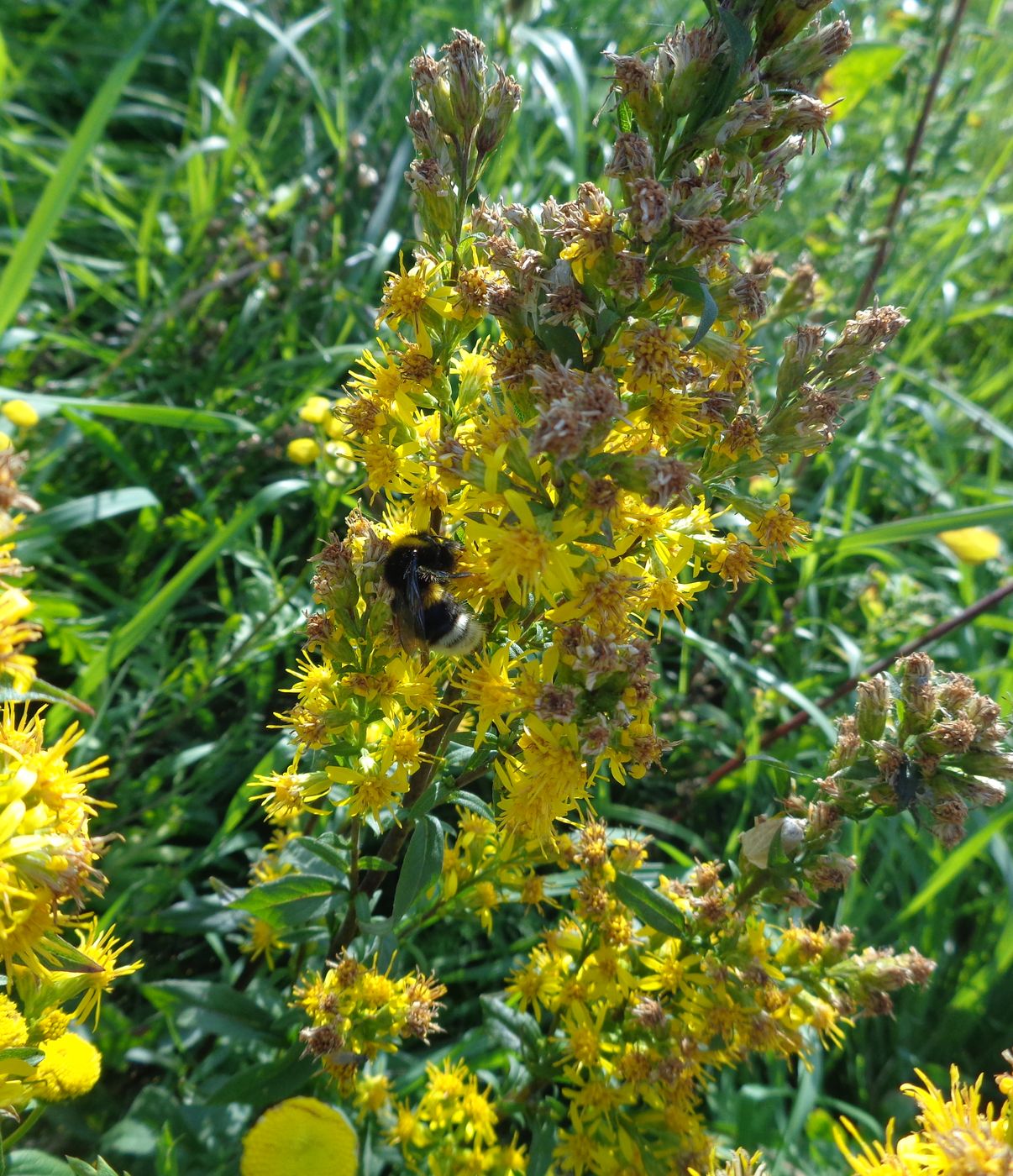 Изображение особи Solidago virgaurea.