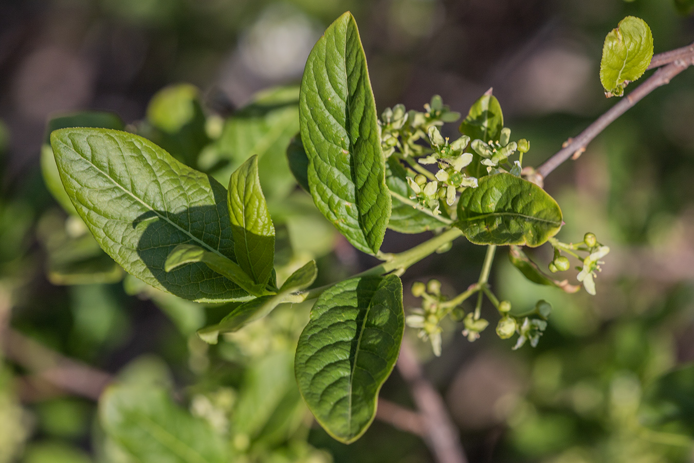 Изображение особи Euonymus europaeus.