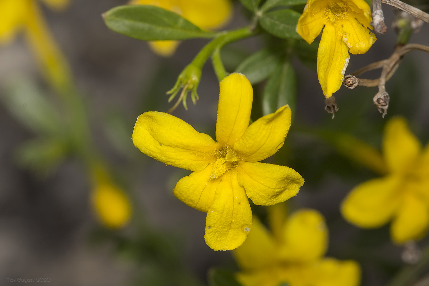 Image of Jasminum fruticans specimen.