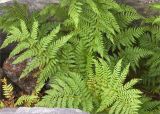 Dryopteris assimilis. Вайи. Карелия, Муезерский р-н, гора Воттоваара, зарастающая гарь с нагромождением валунов. 25.09.2019.