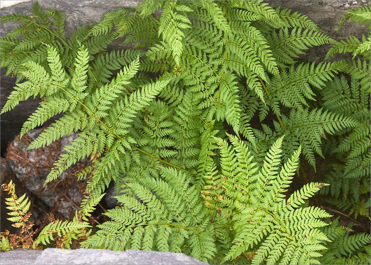 Image of Dryopteris assimilis specimen.