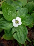Chamaepericlymenum canadense. Отцветающее растение (вид сверху). Хабаровский край, г. Советская гавань, парк моряков на берегу залива. 18.07.2019.
