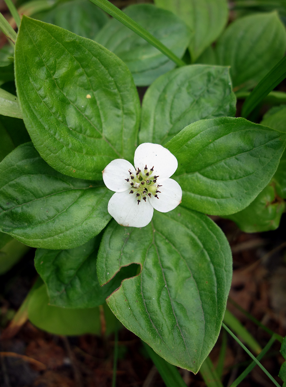 Изображение особи Chamaepericlymenum canadense.