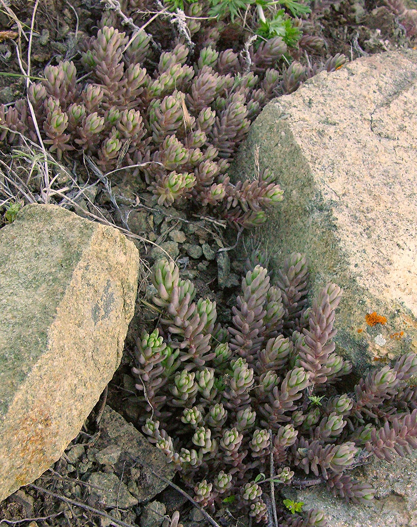 Изображение особи Sedum alberti.