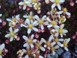 Saxifraga funstonii. Цветки и бутоны. Камчатский край, Елизовский р-н, природный парк \"Вулканы Камчатки\", кордон Авачинский перевал, геологический памятник природы \"экструзия Верблюд\", 1230 м н.у.м. 24.07.2009.