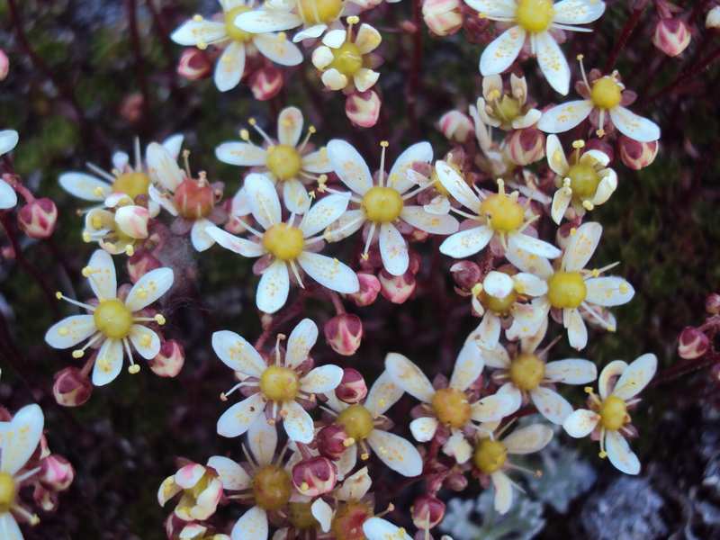 Изображение особи Saxifraga funstonii.