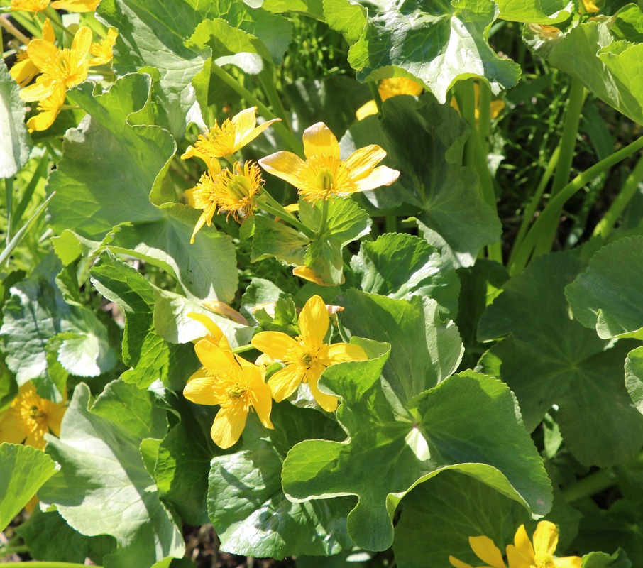 Image of Caltha polypetala specimen.