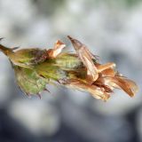 Image of taxon representative. Author is Анна Малыхина