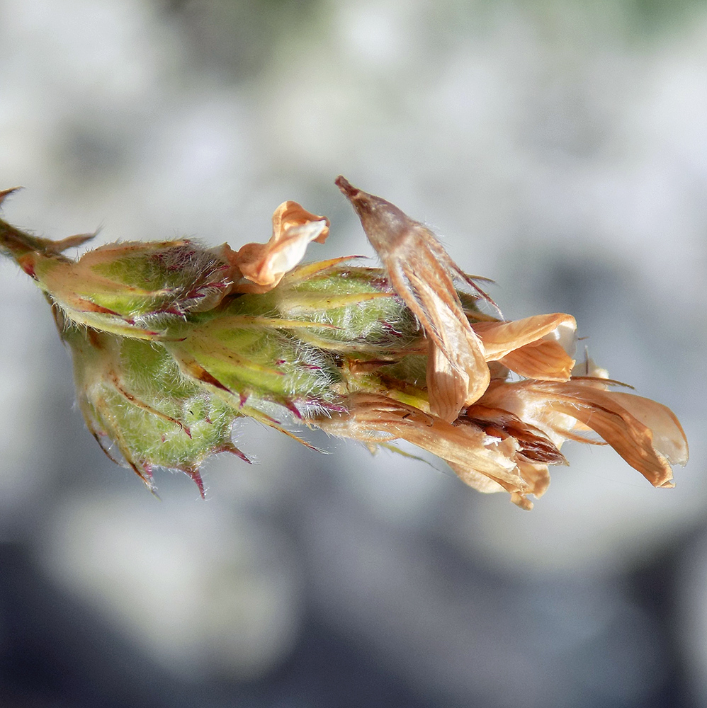 Image of Onobrychis miniata specimen.