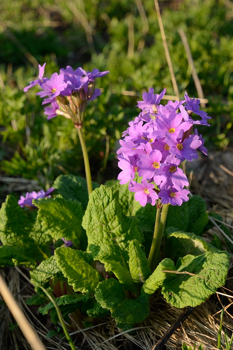 Изображение особи Primula amoena.