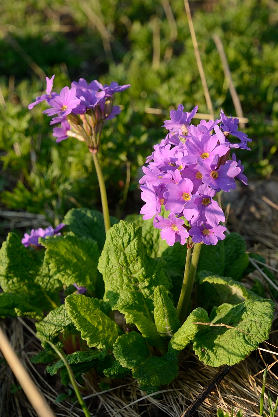 Image of Primula amoena specimen.