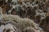 Tillandsia recurvata