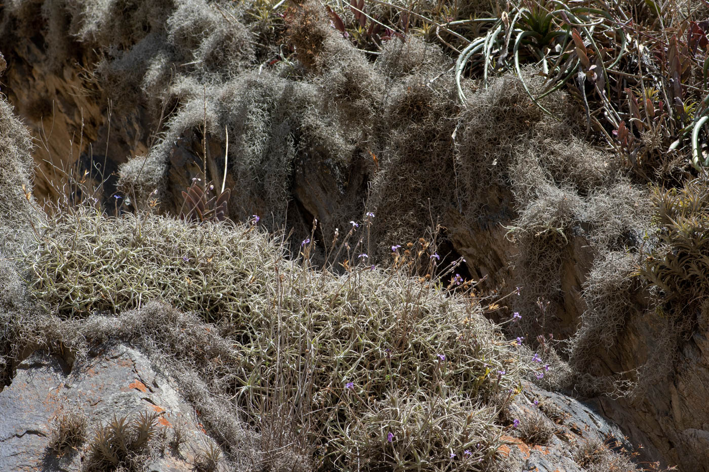 Изображение особи Tillandsia recurvata.