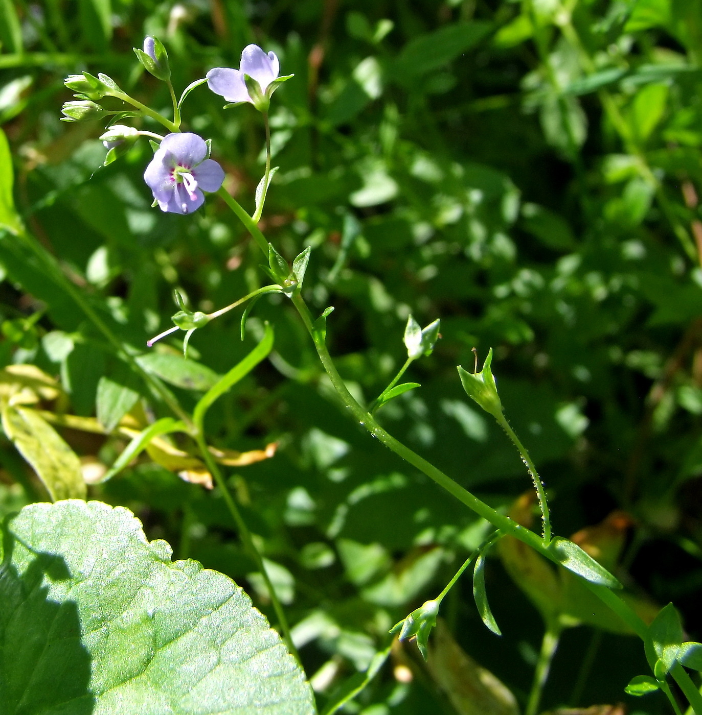 Image of Veronica americana specimen.