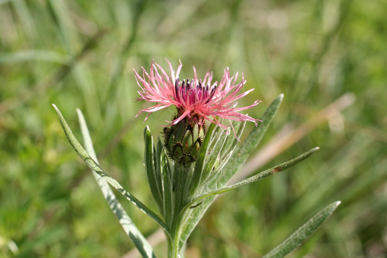 Изображение особи Centaurea pseudaxillaris.