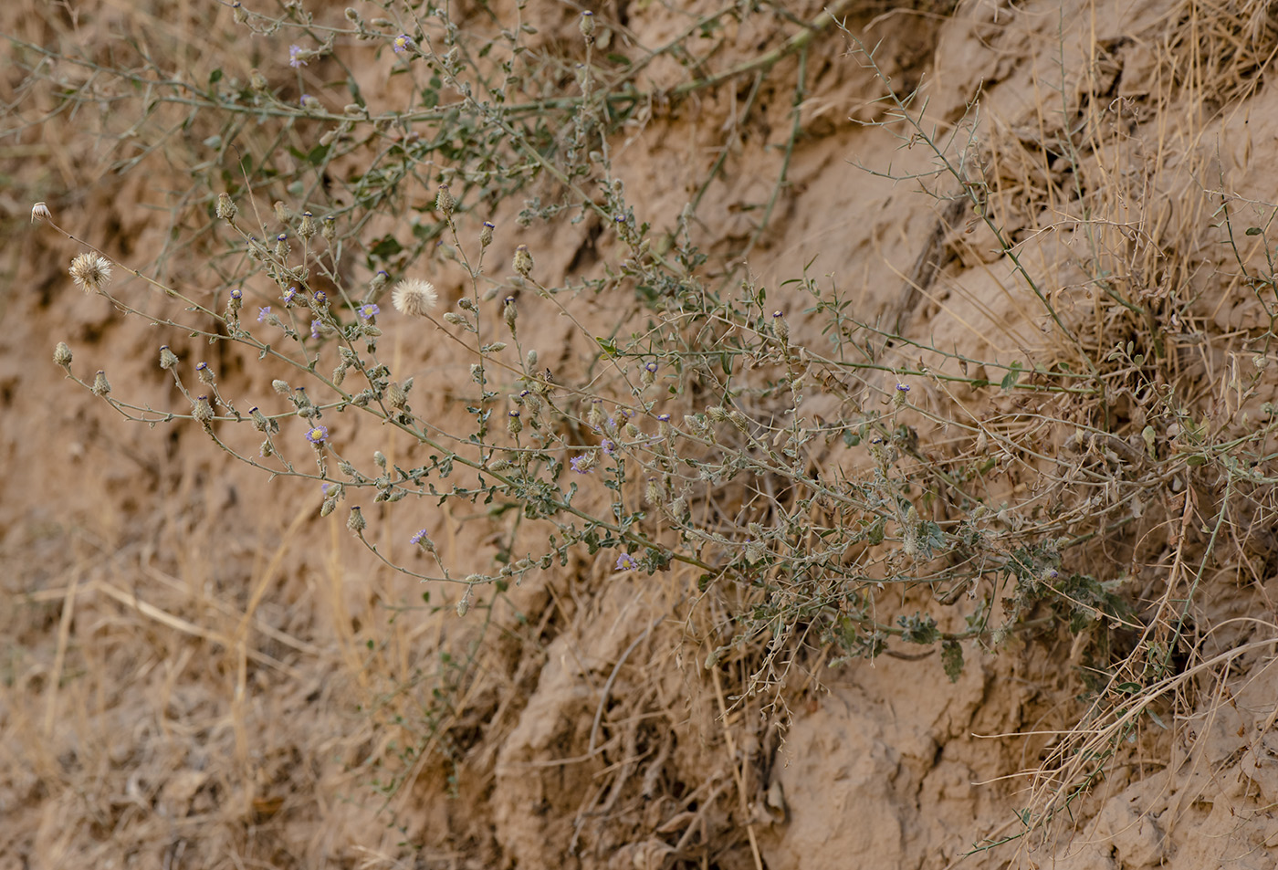 Image of Lachnophyllum gossypinum specimen.