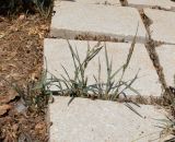 Echinochloa colonum. Плодоносящее растение. Израиль, Нижняя Галилея, г. Верхний Назарет, двор жилого дома. 31.08.2020.
