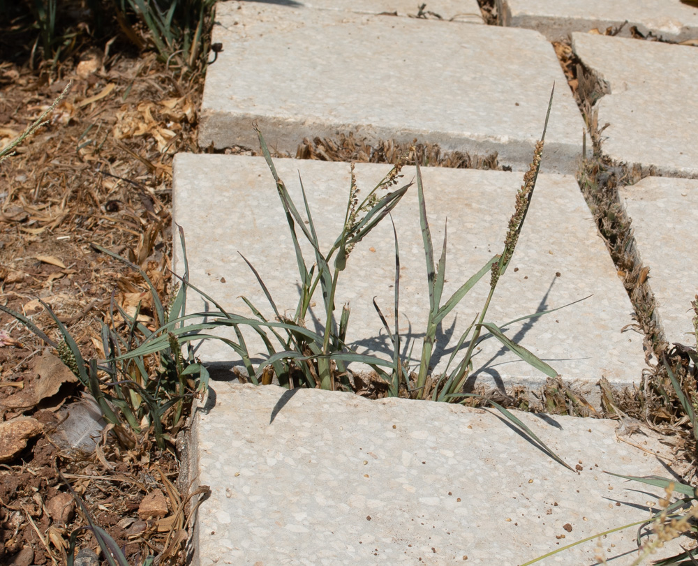 Image of Echinochloa colonum specimen.