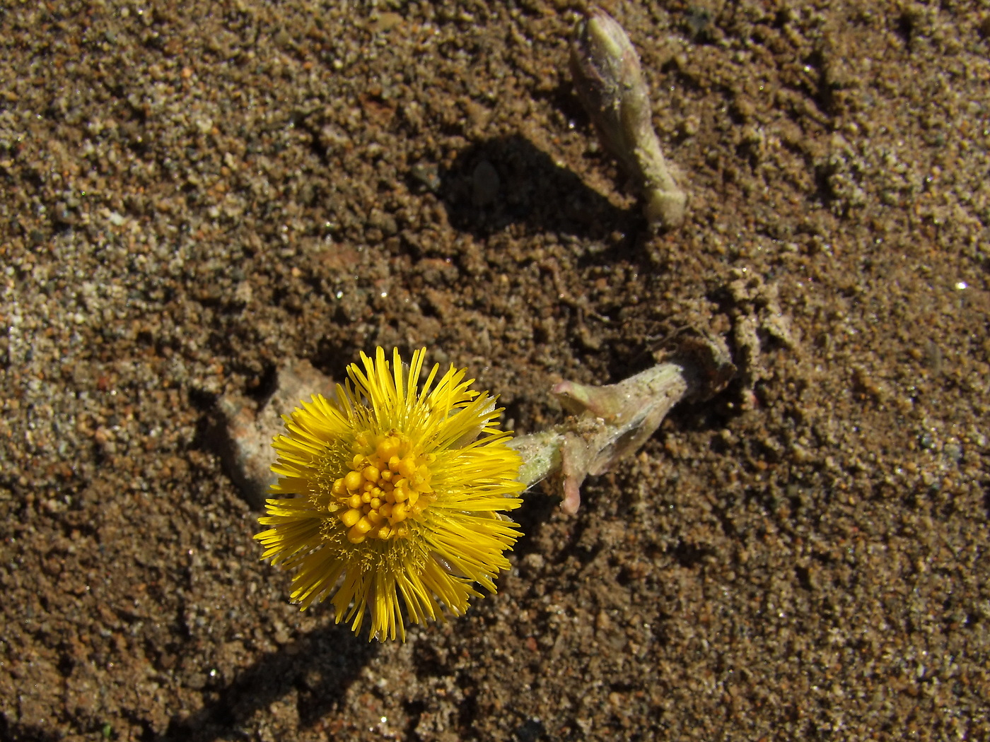 Изображение особи Tussilago farfara.