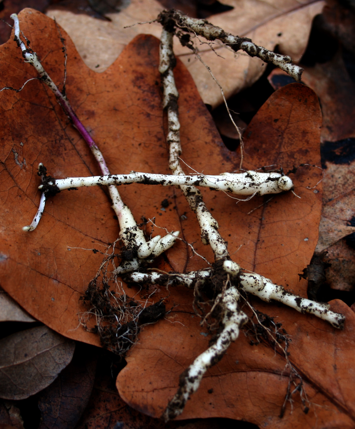 Image of Cardamine quinquefolia specimen.