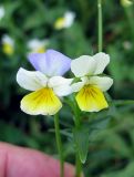 Viola tricolor. Цветки (слева - Viola tricolor, справа - гибрид V. tricolor × V. arvensis). Украина, Волынская обл., Ратновский р-н, юго-западные окрестности с. Окачево, левый берег р. Припять, огород. 28 июля 2010 г.