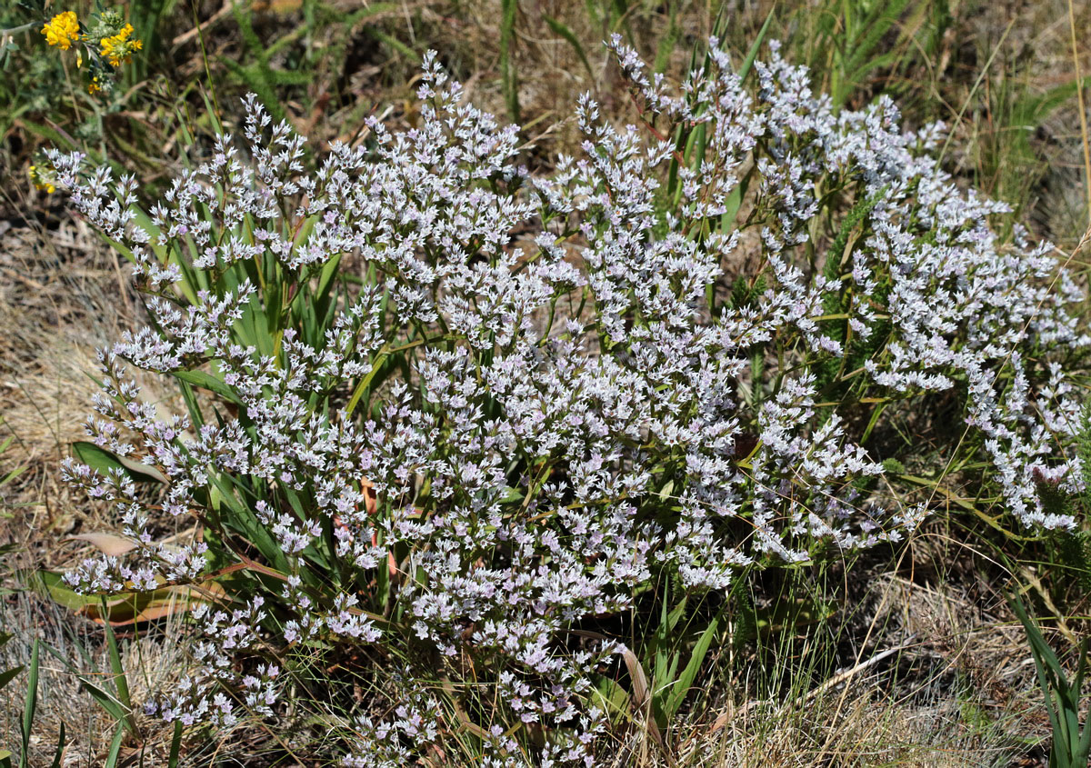 Image of Goniolimon tataricum specimen.