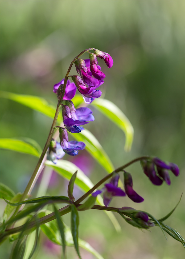 Изображение особи Lathyrus vernus.