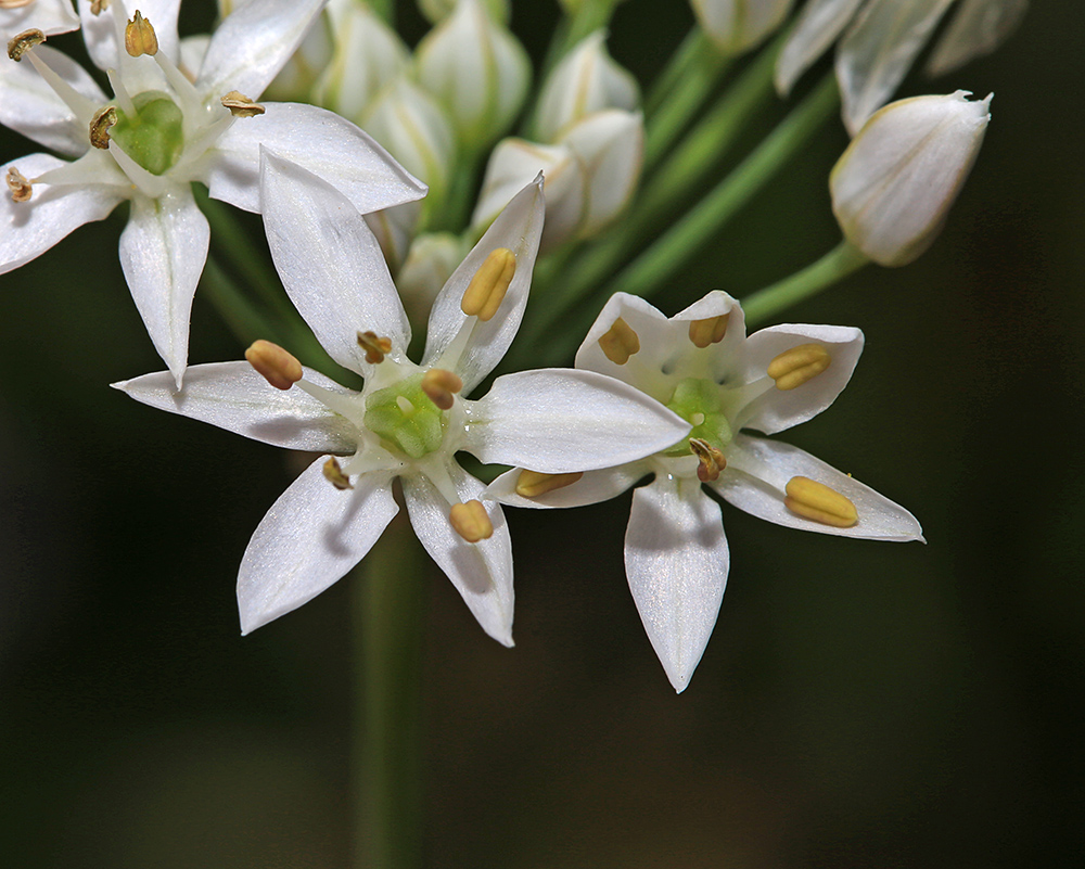 Изображение особи Allium tuberosum.