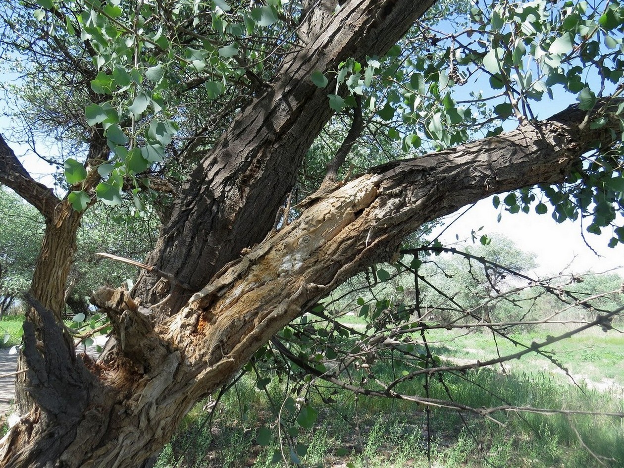 Image of Populus pruinosa specimen.