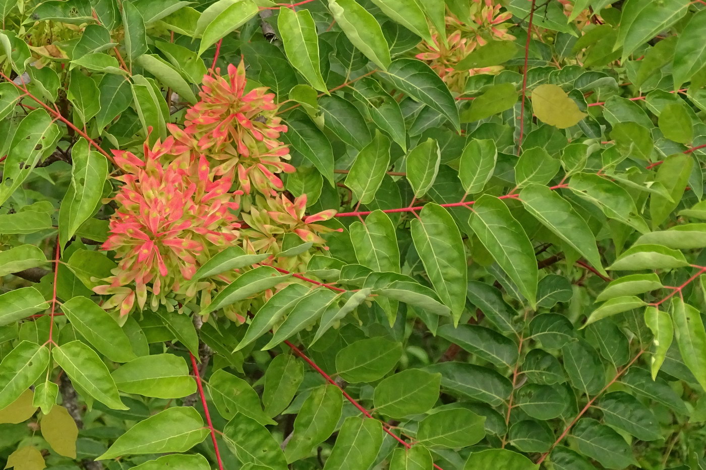 Изображение особи Ailanthus altissima.