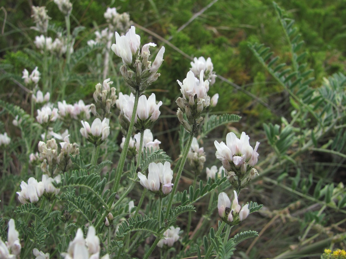 Image of genus Astragalus specimen.