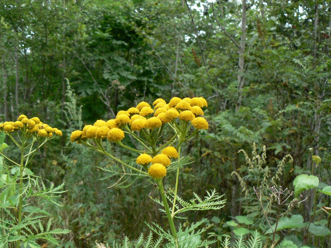 Изображение особи Tanacetum boreale.