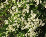 Clematis vitalba