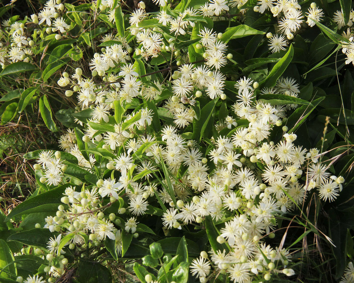 Image of Clematis vitalba specimen.