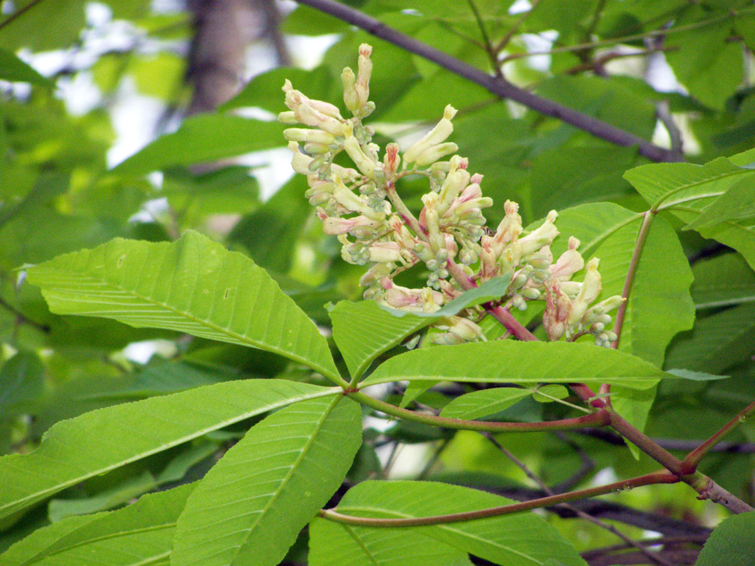 Изображение особи Aesculus flava.