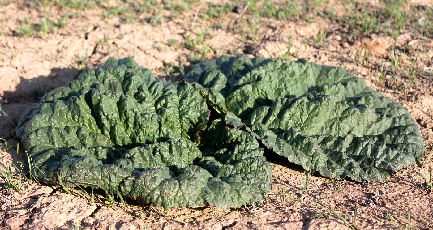 Image of Rheum tataricum specimen.