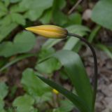 Tulipa biebersteiniana