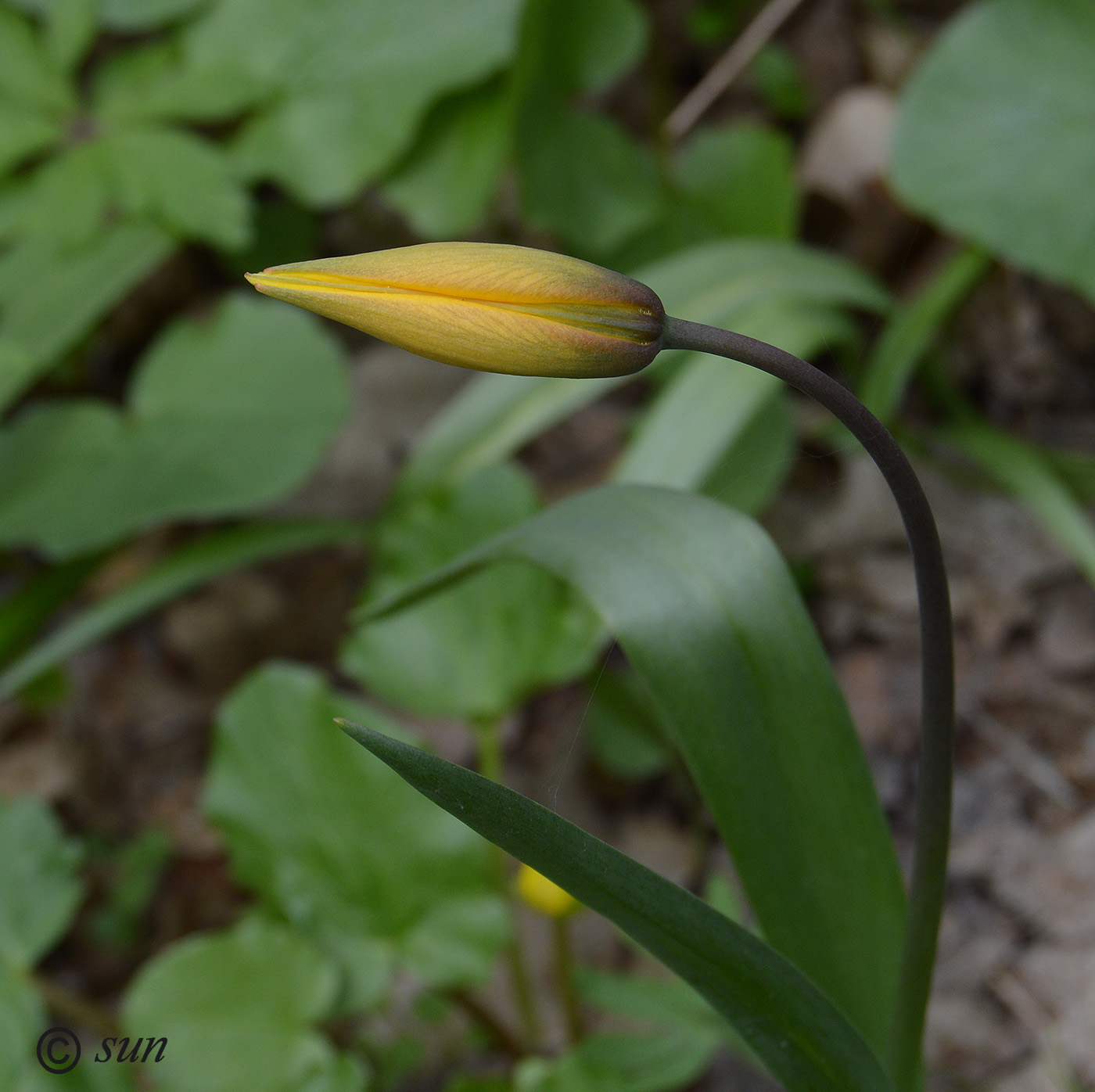 Изображение особи Tulipa biebersteiniana.