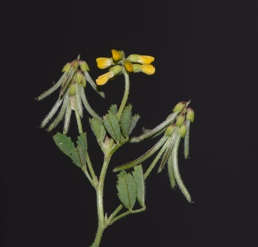 Image of Trigonella cylindracea specimen.
