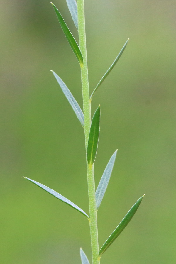 Изображение особи Linum austriacum.