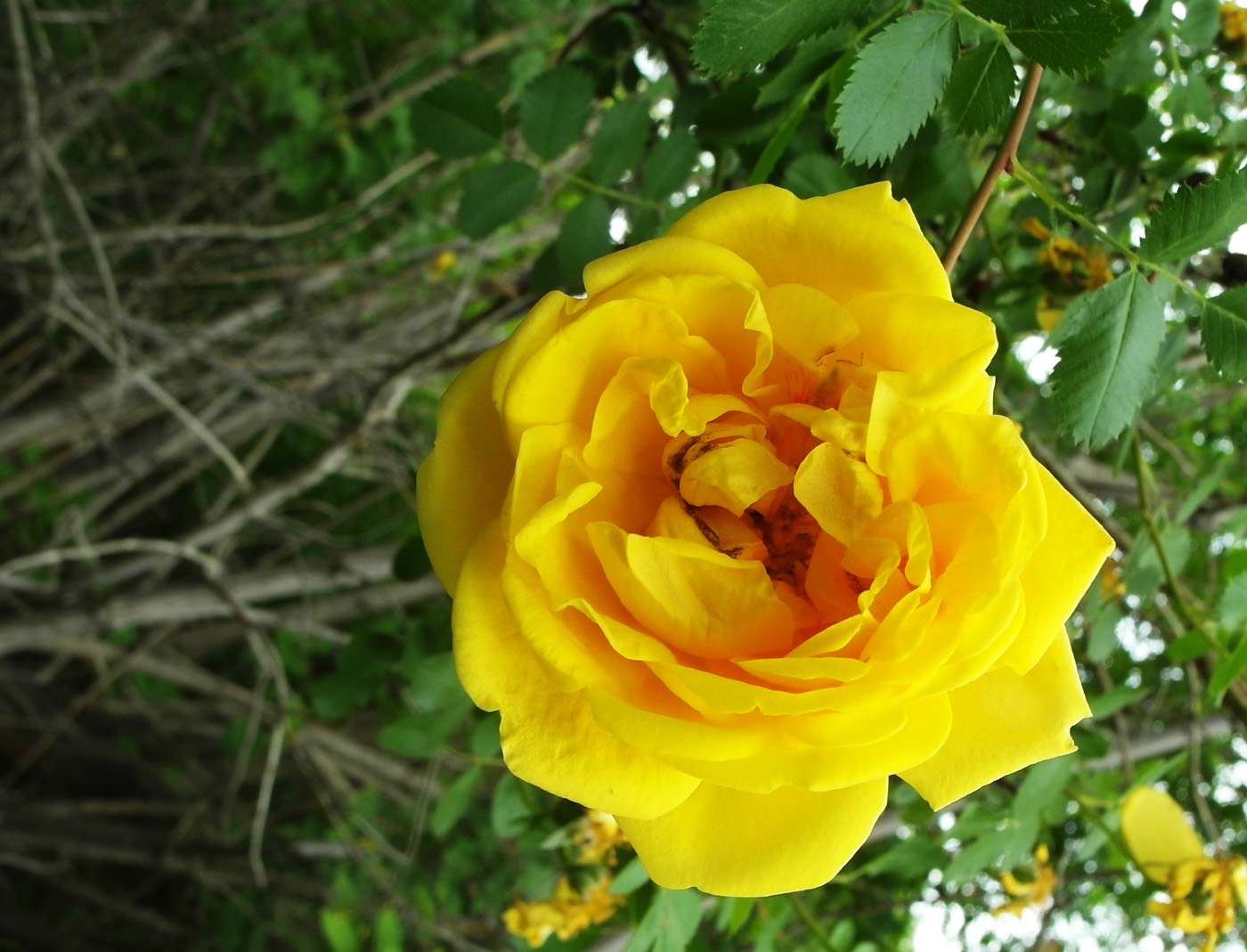 Image of Rosa foetida specimen.