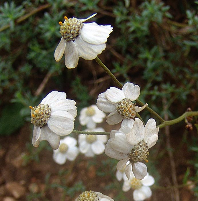 Изображение особи Achillea ptarmicifolia.