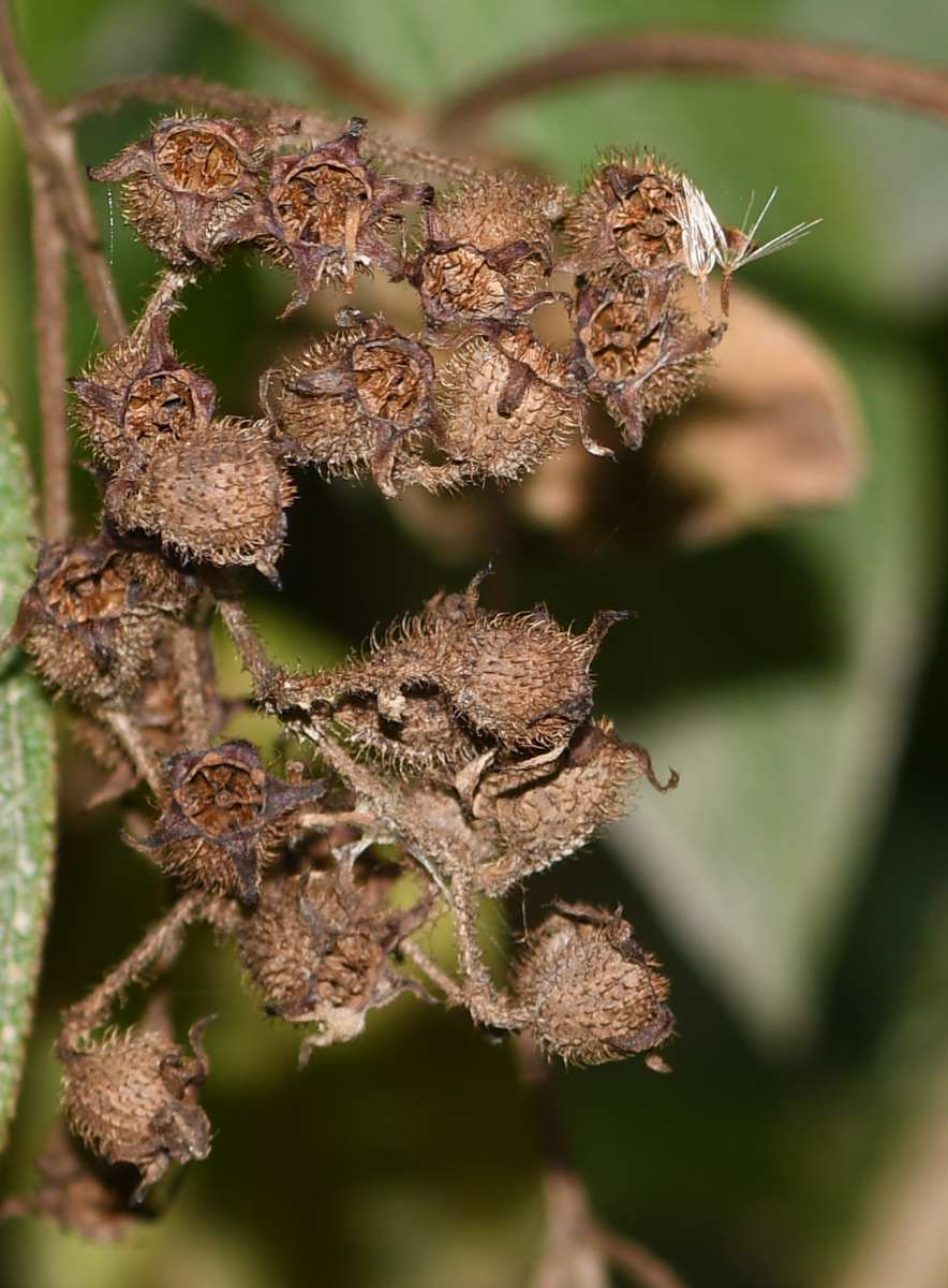 Image of familia Melastomataceae specimen.